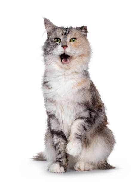 istock Silver tortie cat on white background with cauliflower ear 1257584467