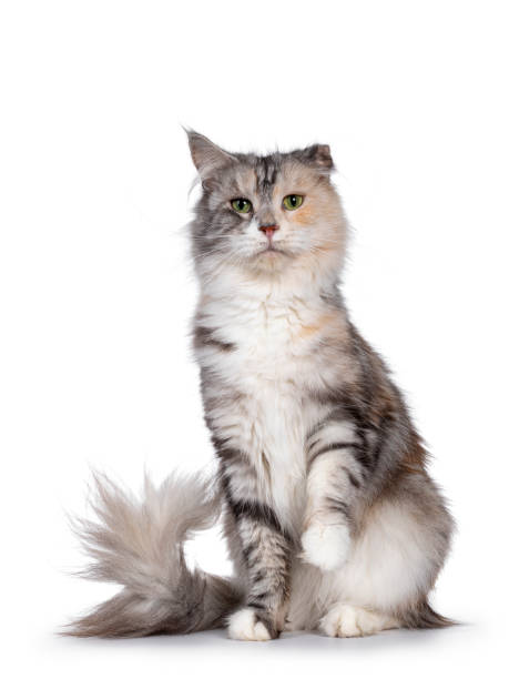 istock Silver tortie cat on white background with cauliflower ear 1257584480