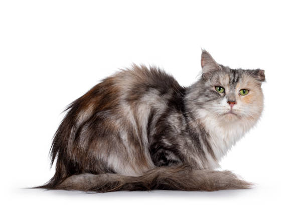 istock Silver tortie cat on white background with cauliflower ear 1257584485