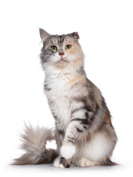 istock Silver tortie cat on white background with cauliflower ear 1257584488