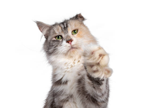 istock Silver tortie cat on white background with cauliflower ear 1257584489