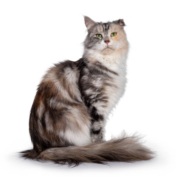 istock Silver tortie cat on white background with cauliflower ear 1257584493