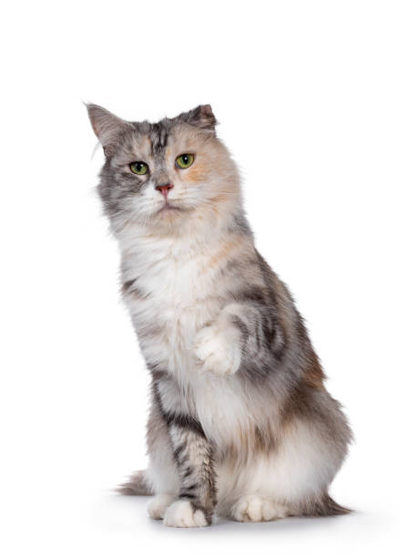 istock Silver tortie cat on white background with cauliflower ear 1257584503
