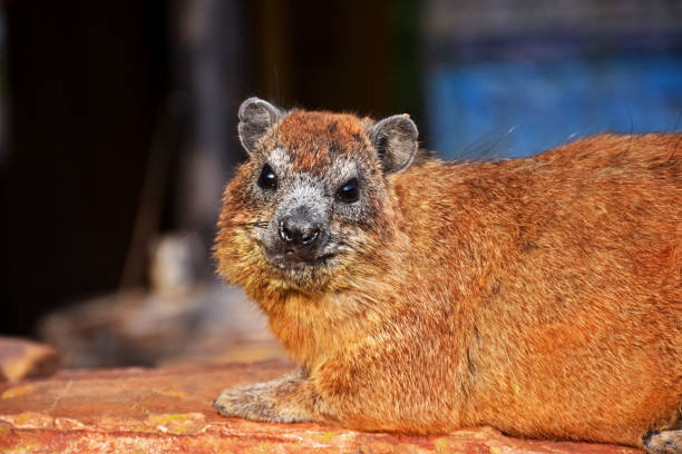 istock Rock Hyrax in the Serengeti 1257584743