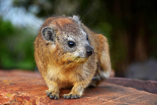 istock Rock Hyrax in the Serengeti 1257584744