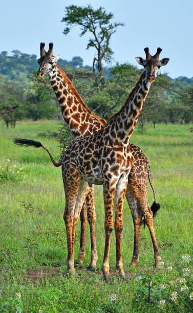 istock Serengeti Giraffe 1257584777
