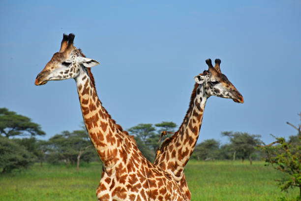 istock Serengeti Giraffe 1257584806