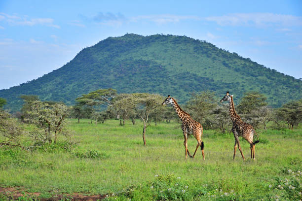 istock Serengeti Giraffe 1257584843