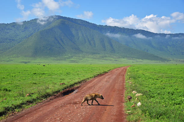 Walking hyena in Ngorongoro Crater
