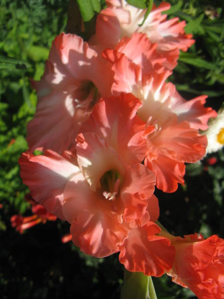 gladiolos - gladiolus single flower flower yellow fotografías e imágenes de stock