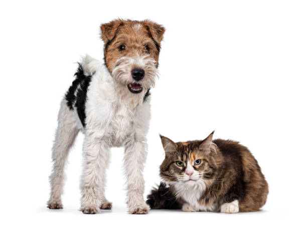 istock Cat and dog on white background 1257586141