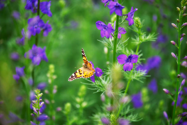 istock Butterfly (Vanessa cardui) pollinating a Purple delphinium Flower 1257587627