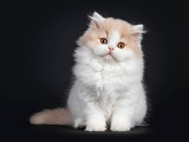 British Longhair cat kitten on black background Fluffy creme with white British Longhair cat kitten, sittin up facing front. Looking at camera with orange eyes. british longhair stock pictures, royalty-free photos & images