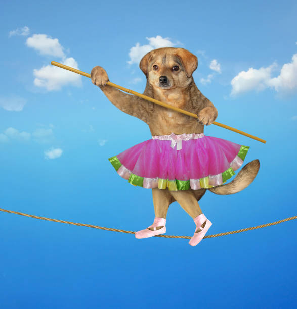 istock Dog walking on tightrope 3 1257588633
