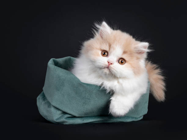 istock British Longhair cat kitten on black background 1257588666