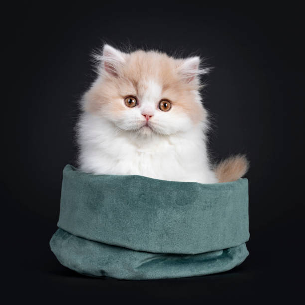 istock British Longhair cat kitten on black background 1257588715