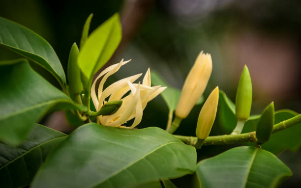 champak flower on tree champak flower on tree with green leaf champak stock pictures, royalty-free photos & images