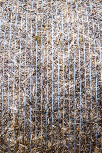 bale of hay pattern / wallpaper / background / texture. Round dry hay sheave on a farm field. Fram cultivation of wheat / rye
