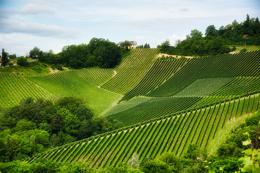 Landscape of grape plantation rows on a hill Wine road in Austria in summer, Wine street, Gamliz, Spicnik, Sulztal tourist location place to see