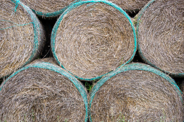 istock High stack of round dry hay bales on a farm field 1257591360