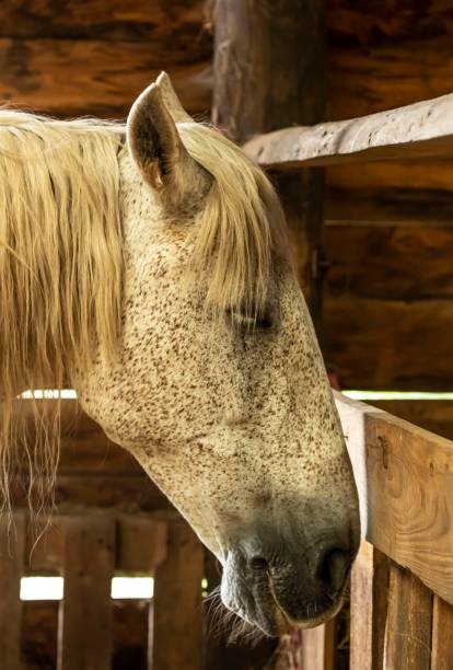 istock White Spotted Horse In Barn. 1257591368