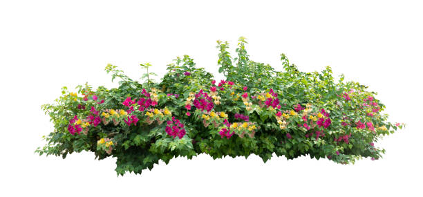 istock Bouquet  fresh bunch blooming bougainvillea. 1257591583
