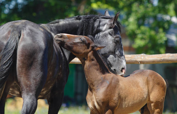 madre caballo con potro en la granja de sementales - horse child animal feeding fotografías e imágenes de stock