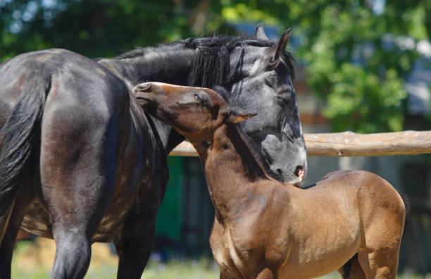 istock Mother horse with foal on the stud farm 1257591611
