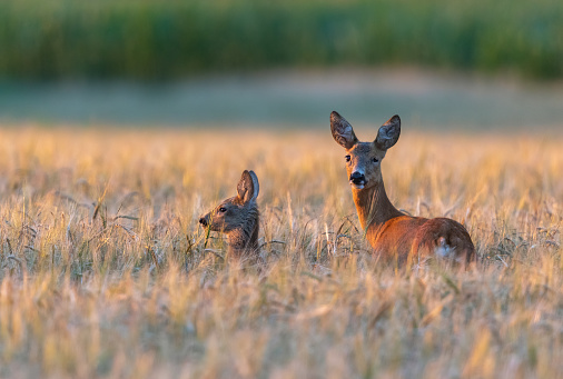 Female roe deer (Capreolus capreolus) with fawn standing in a cereal field in the evening sun.