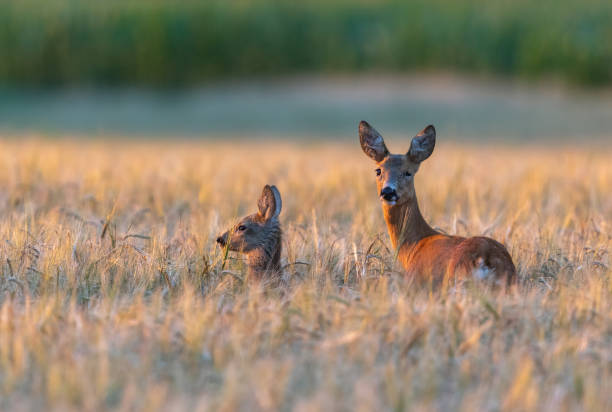 Roe deer with fawn Female roe deer (Capreolus capreolus) with fawn standing in a cereal field in the evening sun. fawn young deer stock pictures, royalty-free photos & images