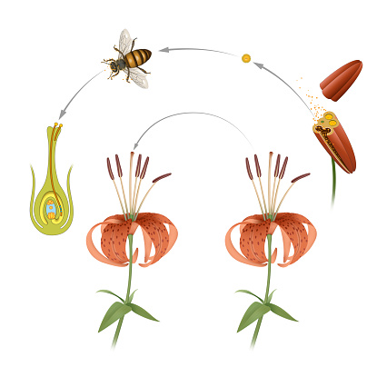 Cross Pollination Coloring Cross Pollination Stock Illustration - Download Image Now - Pollination ...