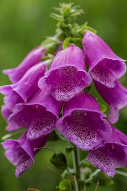 istock Purple Pasture Flowers. 1257592850