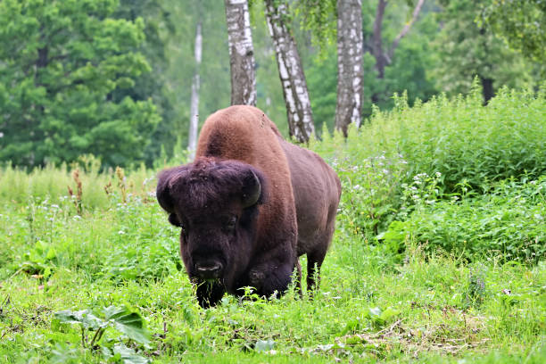 istock American Bison in the birch grove 1257593292