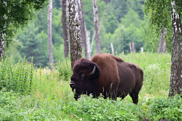 istock American Bison in the birch grove 1257593300