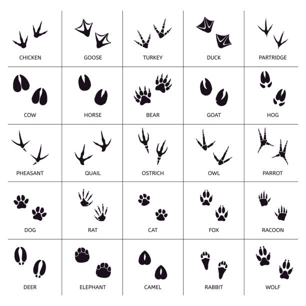 Animals Foot Marks Animal Footprint Animals Paw Silhouettes Bear Cat Wolf And Rabbit Footprint Steps Vector Illustration Set Stock Illustration - Download Image Now - iStock Animals Foot Marks Animal Footprint Animals Paw Silhouettes Bear Cat Wolf And Rabbit Footprint Steps Vector Illustration Set Stock Illustration - Download Image Now - iStock