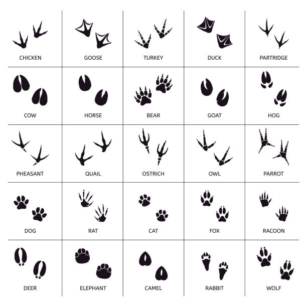 Animals foot marks. Animal footprint, animals paw silhouettes, bear, cat, wolf and rabbit footprint steps vector illustration set Animals foot marks. Animal footprint, animals paw silhouettes, bear, cat, wolf and rabbit footprint steps vector illustration set. Print animal track, footprint goose and turkey, partridge and cow quail bird stock illustrations