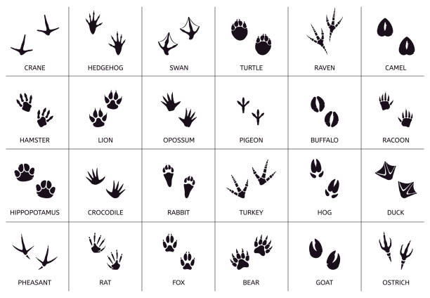 Animals footprint. Animal, birds and reptile foot marks, wild animals paw silhouettes, mammals walking paw tracks vector illustration set Animals footprint. Animal, birds and reptile foot marks, wild animals paw silhouettes, mammals walking paw tracks vector illustration set. Footprint bear, hamster and camel, pigeon and buffalo raven bird stock illustrations