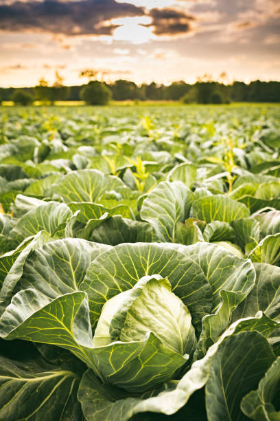 istock Cabbage field in a sunset light. Agriculture field in rural area. 1257594438