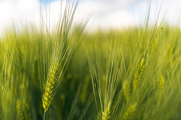 istock Green wheat on the field in spring. Selective focus, shallow DOF background. 1257594582