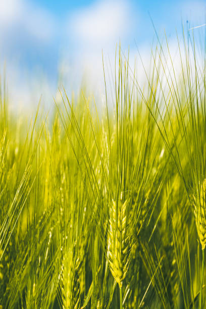 istock Green wheat on the field in spring. Selective focus, shallow DOF background. 1257596298