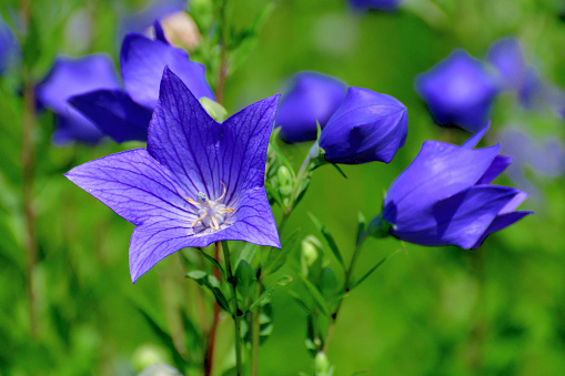 Purple flowers of the Dalmatian wall bellflower, Campanula portenschlagiana, floral card
