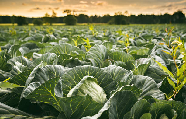 istock Cabbage field in a sunset light. Agriculture field in rural area. 1257596348
