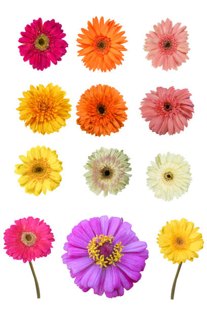istock Beautiful gerbera flower with copy space isolated on white background. 1257596381