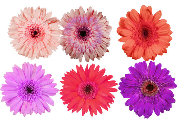 istock Beautiful gerbera flower with copy space isolated on white background. 1257596383