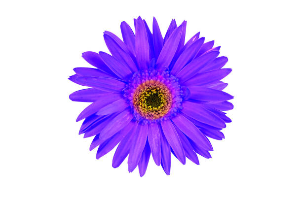 istock Beautiful gerbera flower with copy space isolated on white background. 1257596403