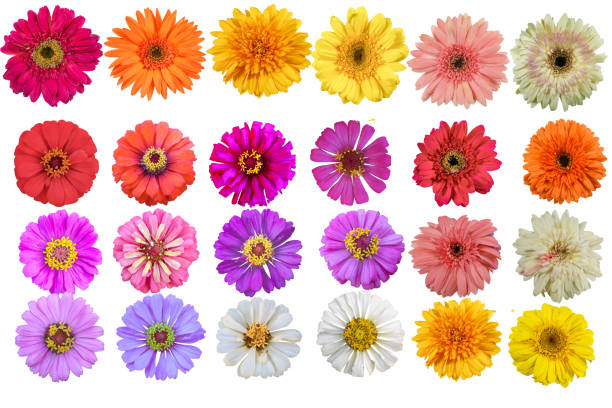 istock Beautiful gerbera flower with copy space isolated on white background. 1257596414