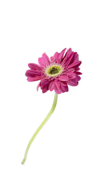 istock Beautiful gerbera flower with copy space isolated on white background. 1257596436