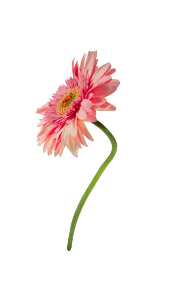 istock Beautiful gerbera flower with copy space isolated on white background. 1257596441