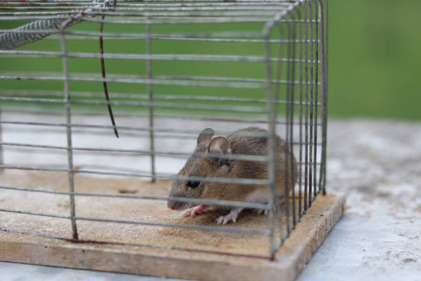 istock small country mouse in old  cage 1257596646
