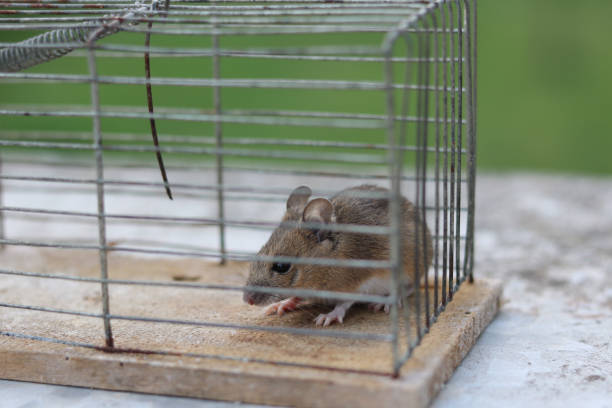 small country mouse in old  cage small country mouse in old  iron and wooden cage entrapment stock pictures, royalty-free photos & images